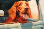 Happy Irish setter dog with head out car window.  (AI Generated) Art Print